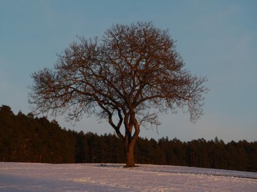 (18) Obristfeld Winter 2021
